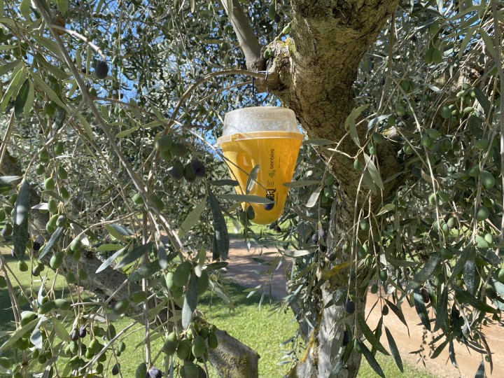 Una delle trappole che devono essere impiegate in oliveto per la cattura massale